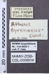 Etiketten zu Athous pyrenaeus (NHMW-ZOO-COL-0009014)